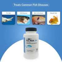 Fish Mox 250mg Capsules for Aquarium Fish – Water Care Support