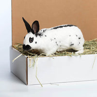 Oat Hay Pet Food, 20 Lb. - BIG FRENCHIES