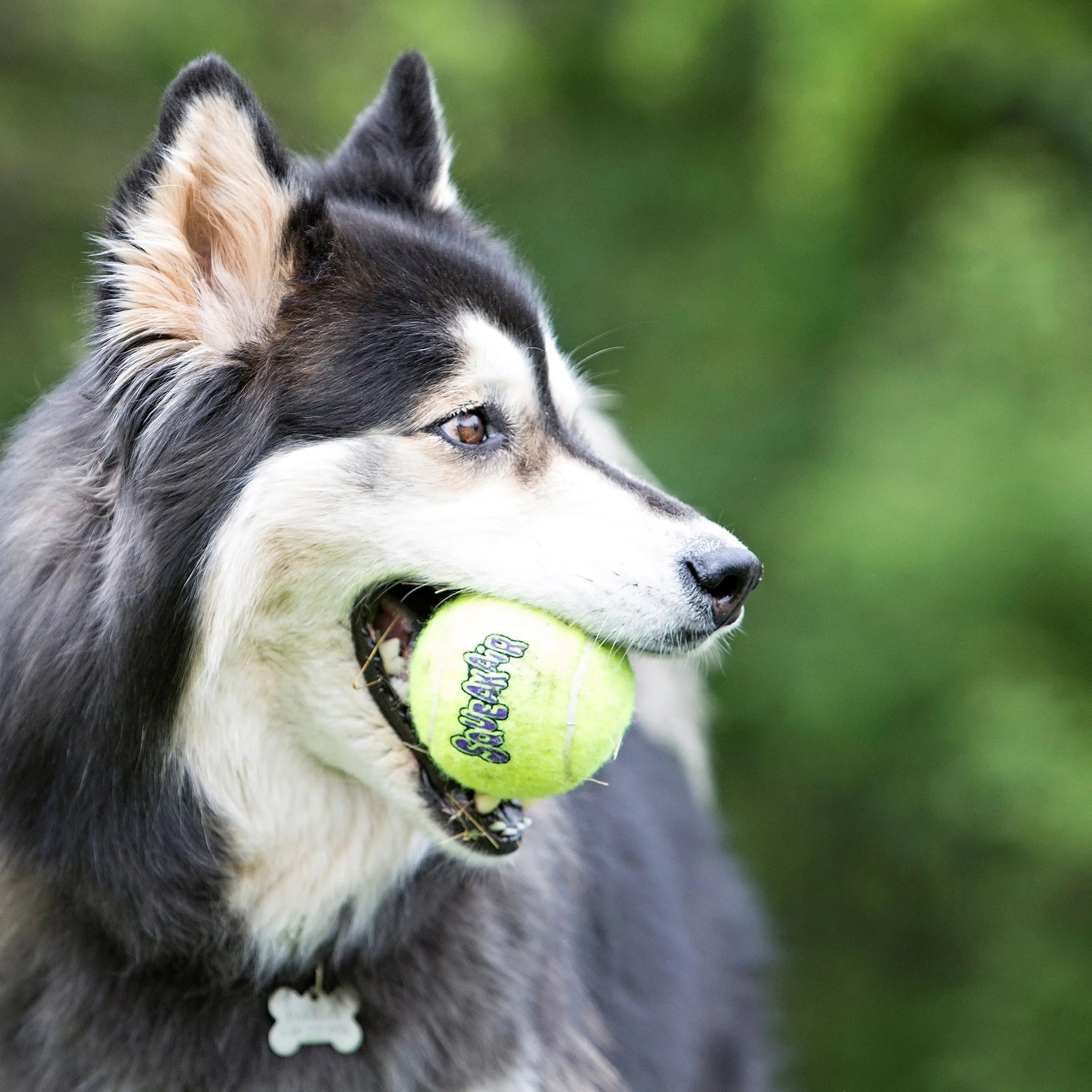 ® Squeakair® Balls Dog Toy, Large, 2-Pack