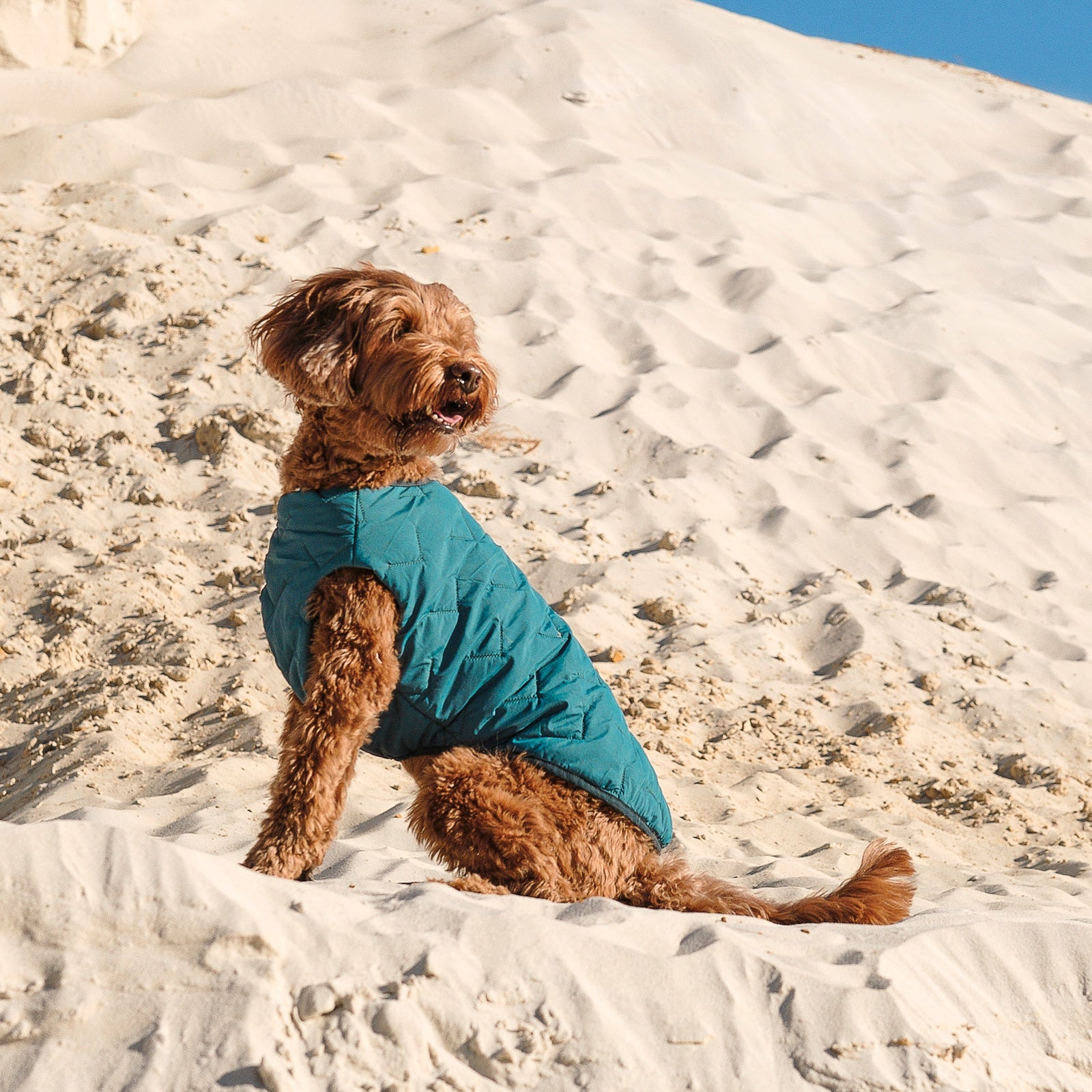 Sustainable Eco-Friendly Dog Jacket / Vest - Made in Ukraine - BIG FRENCHIES