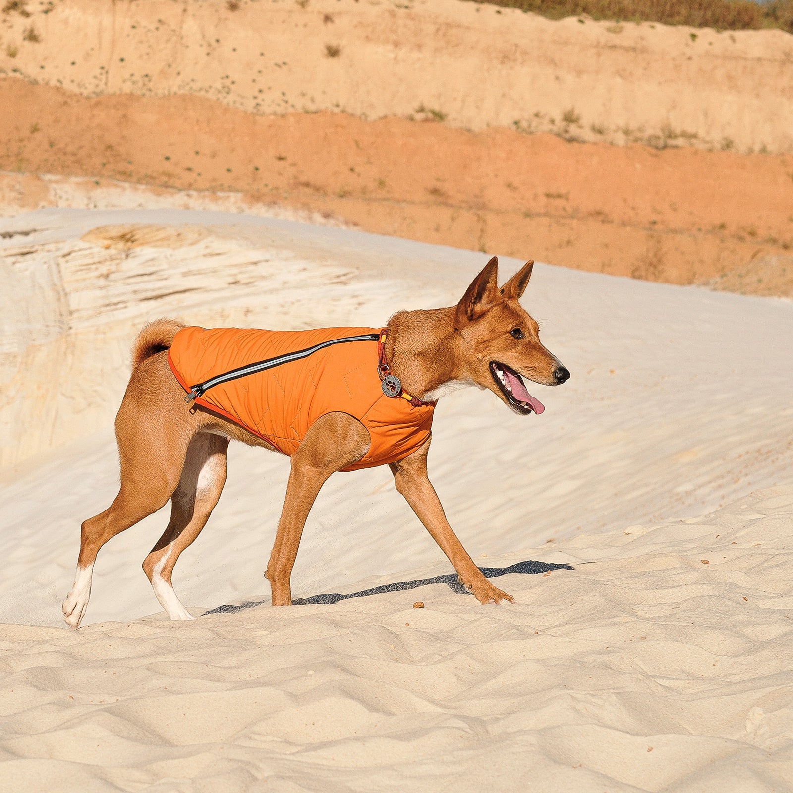 Sustainable Eco-Friendly Dog Jacket / Vest - Made in Ukraine - BIG FRENCHIES
