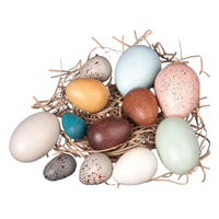12-Piece Wooden Bird Eggs Set – Nature-Inspired Sensory & Pretend Play - BIG FRENCHIES