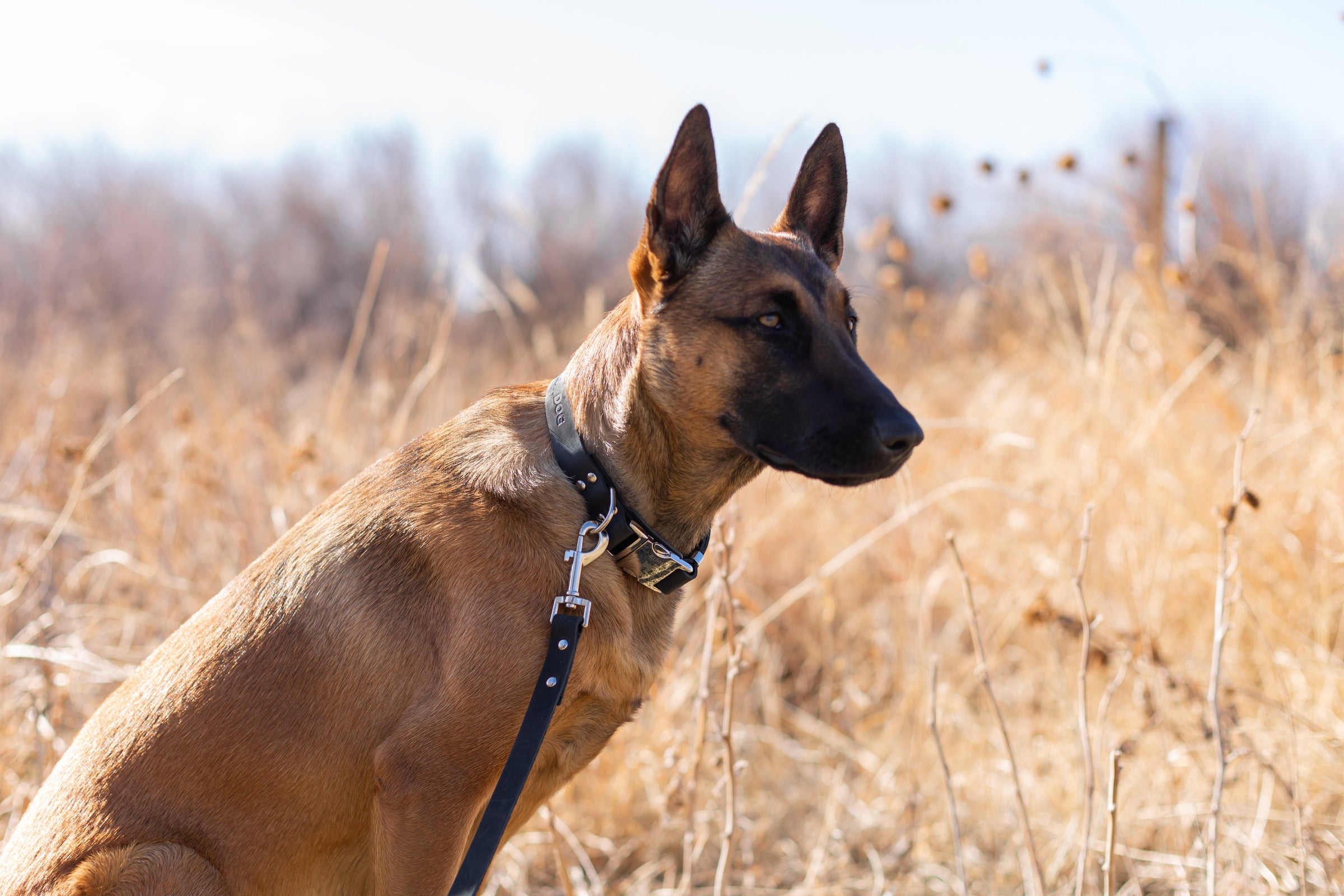 Modern Style Quick-Release Midnight Black Leather Dog Collar - BIG FRENCHIES