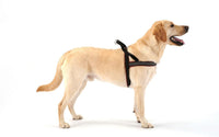 ComfortFlex No-Choke Non-Chafe Sport Dog Harness - Large / Mariner Blue - image 4