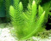 24 Plants Bundle / 6 Species Live Aquarium Plants Package - Microsorum, Amazon Sword, Anubias, Moneywort, Hornwort, etc. (100+ Gallon Aquariums)