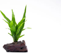 Live Aquarium Plants on Driftwood, Lava Rock, Moss Mat - Freshwater Fish Tank Plants (Java Fern, Driftwood (Small))