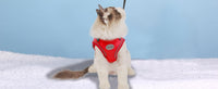 Cat Harness and Leash Set - Red / XS (Chest: 6" - 8") - image 4