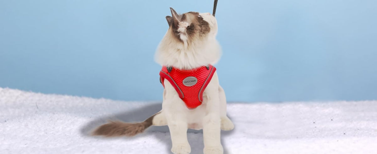Cat Harness and Leash Set - Red / XS (Chest: 6" - 8") - image 4