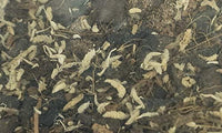 Josh's Frogs BioBedding Tropical Bioactive Substrate – Daily Care for Reptiles And Amphibians - 10 Quart - image 3