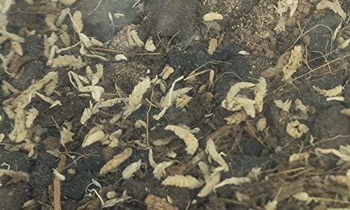 Josh's Frogs BioBedding Tropical Bioactive Substrate – Daily Care for Reptiles And Amphibians - 10 Quart - image 3
