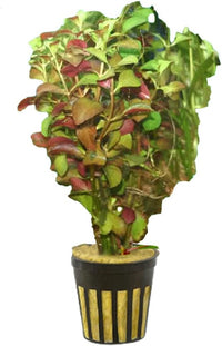 Live Aquarium Ludwigia Repens Plants - Great Background for Fish Long Lasting & Easy to Maintain Suitable Summer Winter Natural Oxygenator Pot ,Light/Medium Green; Striking Dark Red