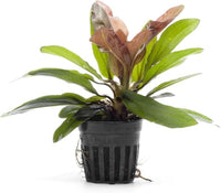 Live Plants - Echinodorus ‘Red Rubin’ (Echinodorus sp.) - Medium to High Light, Red Green, Midground to Background, Freshwater Aquascaping Aquatic Plant - Pot