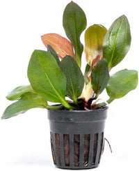 Live Plants - Echinodorus ‘Red Phoenix’ (Echinodorus sp.) - Medium to High Light, Red Green, Midground to Background Placement, Freshwater Aquascaping Aquatic Plant - Pot