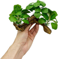 Fish Tank Decorations Aquarium Decor Ornaments Betta Silk Leaf pad - Type-a - image 4