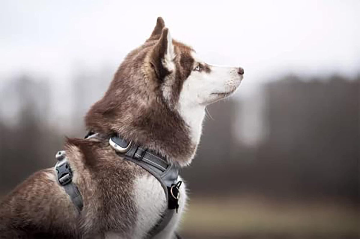 TRUE LOVE Adjustable No-Pull Dog Harness Reflective Pup Vest - M / Gray - image 4