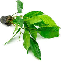 Anubias Live Aquarium Plants - Potted Freshwater Plant for Fish Tanks, Terrariums - Beginner Friendly Low Light (Heterophylla, Mother Plant)