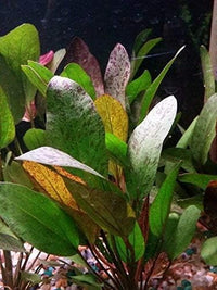 Potted Live Aquarium Plants | Freshwater Aquatic Plants for Aquariums (Red Flame Sword, 3 Pack)