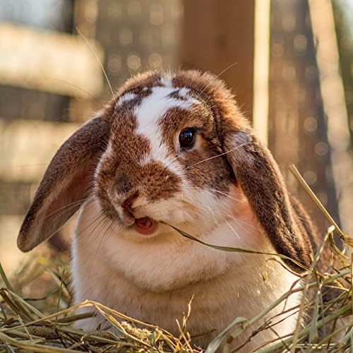 Blue Mountain Hay | Fresh Teff Grass Hay (40 Ounce) | Low NSC, High Fiber, Healthy Weight Management | High-Altitude Hay Pet Food for Rabbits, Guinea Pigs, Chinchillas, Hamsters, and Other Small Pets