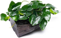 Live Aquarium Plants on Driftwood, Lava Rock, Moss Mat - Freshwater Fish Tank Plants (Nana Long Wavy, Driftwood (Small))
