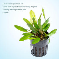 Live Plants - Echinodorus ‘Green Chameleon’ (Echinodorus sp.) - Medium to High Light, Green Red Accent, Midground to Background Placement, Freshwater Aquatic Plant - Pot