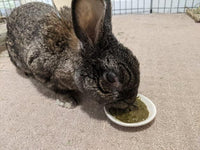 Sherwood Pet Health Rabbit Emergency kit and Bulk Recovery Food (800 Grams)…