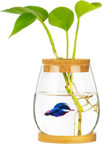 CUSNESTAL clear glass fish bowl with wood lid and bamboo stand on a desk