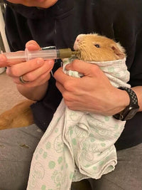 Sherwood Pet Health Guinea Pig Emergency Kit (Small) with Timothy Recovery Food and Appetite Restore in Stay-Fresh Packets