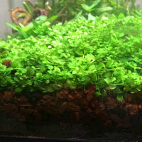Foreground Potted Live Aquarium Plants | Freshwater Aquatic Plants for Aquariums (Potted Monte Carlo, 5 Pack)