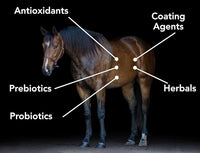 Gastro-Plex (6 lb) Supports Gut Health and Hindgut Digestion in Horses