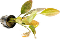 Echinodorus Ozelot Sword Live Plant for Freshwater Aquariums, Natural Fish Tank Decorations, and Aquatic Decor (1 Pot (2-3 Plants))