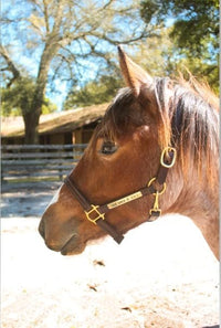 Turnout Leather Halter for Horses with Customized Engraved Name Plate | Brown Leather with Solid Brass Hardware | Fixed Chin, Double Buckle Crown