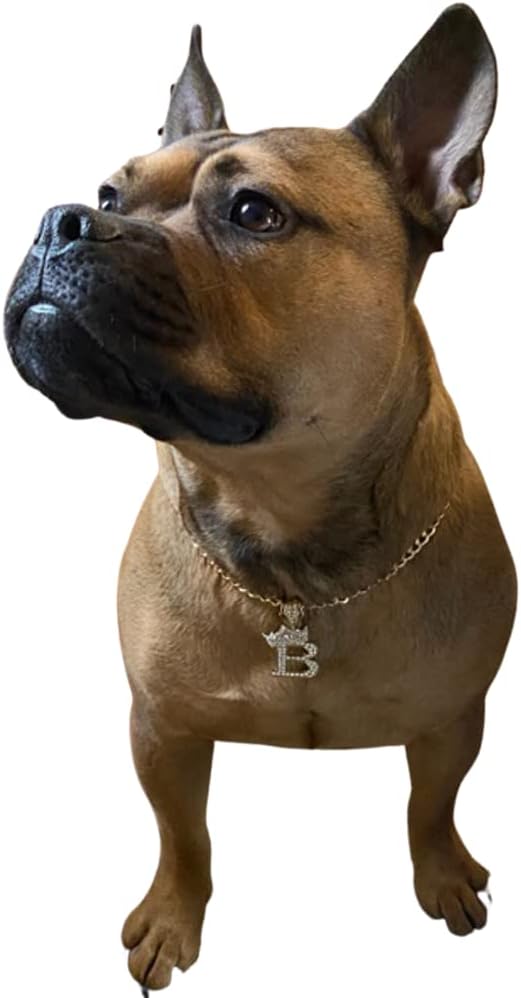 Initial Letter Cuban Chain Dog Chain Pet Chain Pet, Cat - B / 22" - image 3