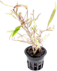 Live Plants – Chai Hygrophila (Hygrophila lancea 'Chai') – Medium to High Light, Pink and Reddish Accent Aquatic Plant, Midground Placement – Stem Growth – Pot – 1 Pack