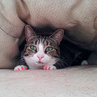 40 Pack Soft Nail Caps for Cat Claws Soft Pink Large