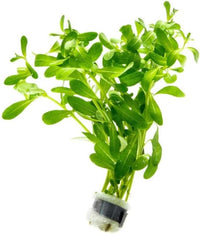 Live Plant - Ludwigia Inclinata 'Green' - Moderate Care, High Light, Bright Green Accent, Freshwater Aquatic Plant for Aquascaping - Lead Bunch
