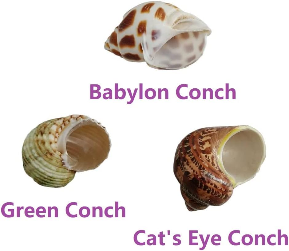 QICQDRAM 3PCS Hermit Crab Shells 1-1.3'' Opening Seashells Replacement – Essentials for Fish - image 3