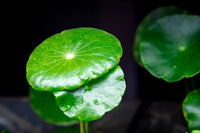 Live Aquarium Stem Plants - Freshwater Aquatic Plant for Fish Tanks, Aquascaping - (Hydrocotyle Verticillata, 1 Bunch)