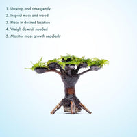 Live Planted Bonsai - Java Moss on Bonsai Driftwood - Bright Green Aquascaping Decor for Freshwater Aquariums - Large