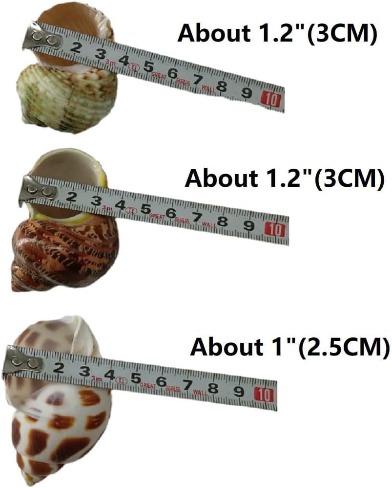 QICQDRAM 3PCS Hermit Crab Shells 1-1.3'' Opening Seashells Replacement – Essentials for Fish - image 2