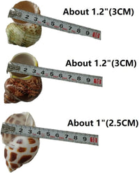 QICQDRAM 3PCS Hermit Crab Shells 1-1.3'' Opening Seashells Replacement – Essentials for Fish - image 2