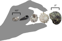 Reef Hermit Crab Shell Mix Spare Shells for Most Saltwater Hermit - image 3