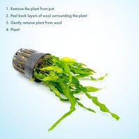 Live Plants - Java Fern ‘Flaming’ (Microsorum pteropus 'Flaming') - Low to Medium Light, Bright Green Accent Aquatic Plant, Midground Placement - Rhizome Growth - Pot, 5 Pack