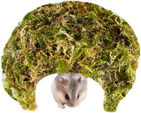 Coconut Hamster Hideout Hamster House Gerbil Cage for Small Animals with a Bundle of Apple Sticks a Carrot (Green)