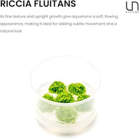 UNS Snail Free TC Floating Crystalwort (Riccia fluitans) - Medium to High Light, Bright Green Accent, Floating Liverwort, Foreground or Floating Placement - Tissue Culture, 1 Pack