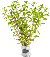 Live Plants – Mini Rice Paddy Herb (Limnophila aromatica) – Medium to High Light, Green to Reddish-Purple, Midground Accent – Lead Bunch, 1 Pack