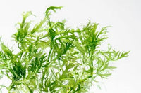 Live Aquarium Stem Plants - Freshwater Aquatic Plant for Fish Tanks, Aquascaping - (Water Wisteria Hygrophila Difformis, 4 Bunches)