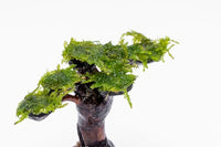 Live Aquarium Plants on Driftwood, Lava Rock, Moss, Fiber Mat - Freshwater Fish Tanks - Easy, Beginner Friendly (Moss on Bonsai Tree, (Small))