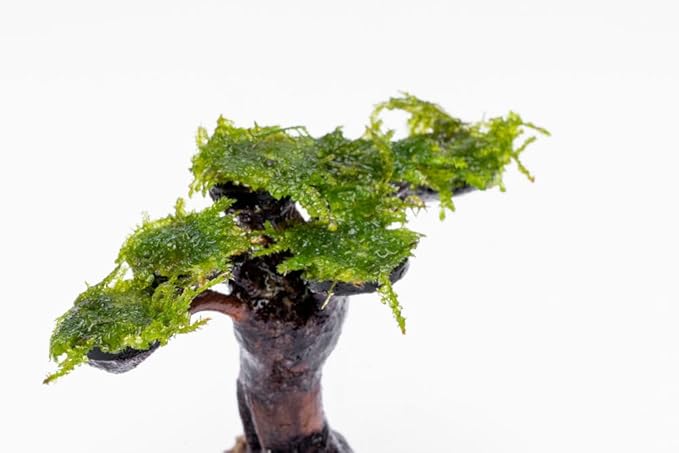 Live Aquarium Plants on Driftwood, Lava Rock, Moss, Fiber Mat - Freshwater Fish Tanks - Easy, Beginner Friendly (Moss on Bonsai Tree, (Medium))