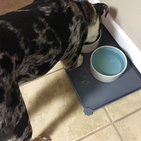 Found Waterproof Pet Feeding Mats With High Lips Multiple Size And Colors For Dogs, Cats Others G
