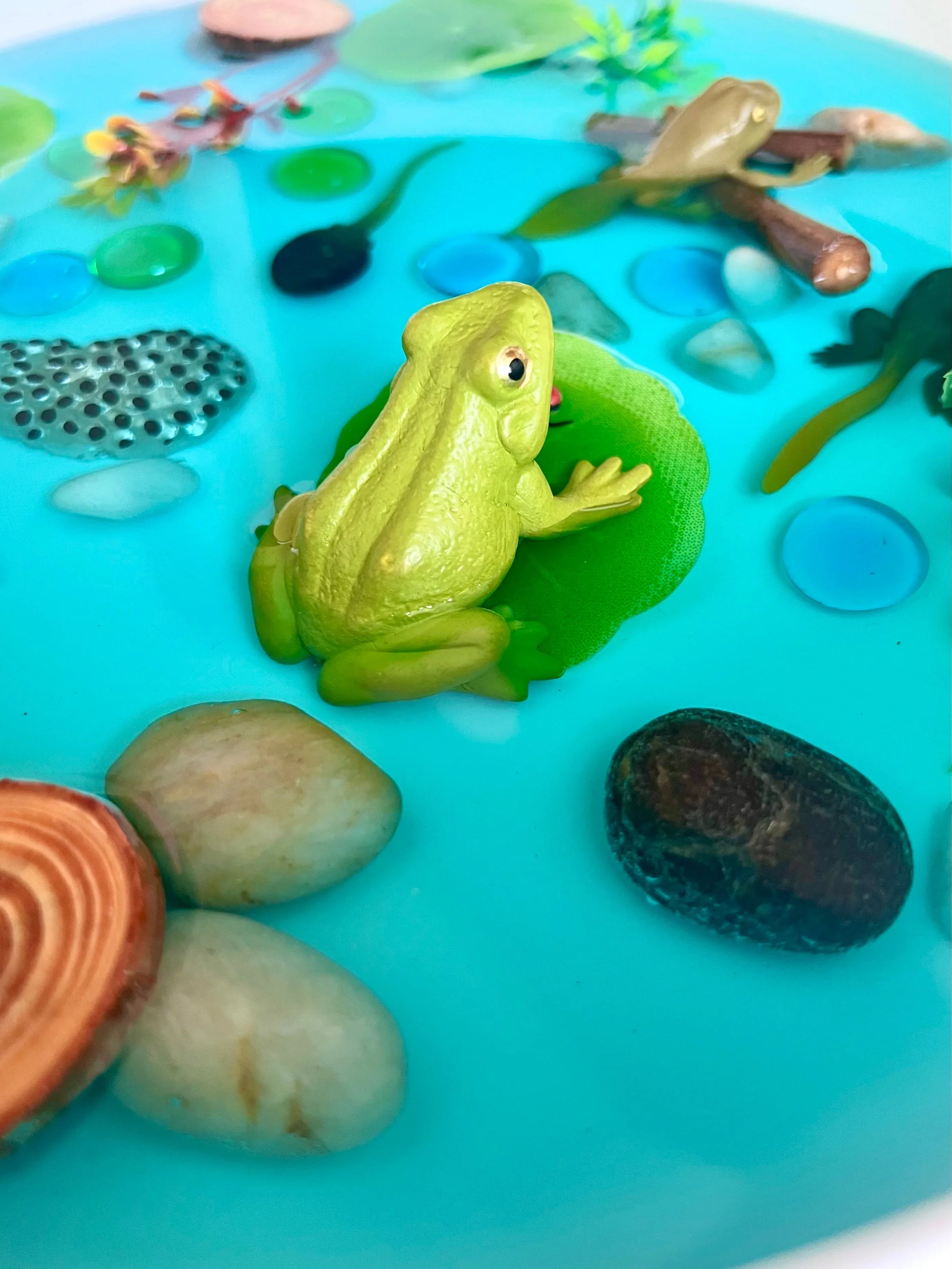 Pond Life Cycle Sensory Kit And Water Play - BIG FRENCHIES